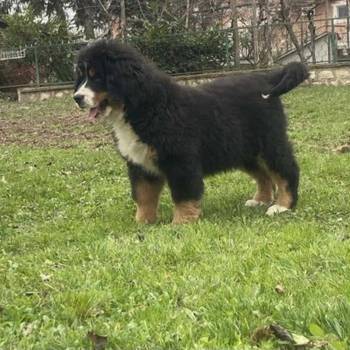 Ženka bernskog planinskog psa