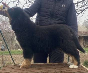 Ženka bernskog planinskog psa