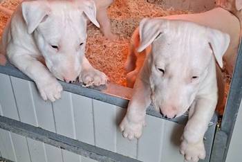 Standard Bul Terijer