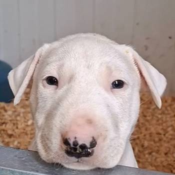 Standard Bul Terijer