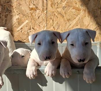 Standard Bul Terijer