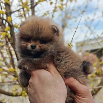 Stenci pomeranca prelepog krzna i izuzetno sitne građe