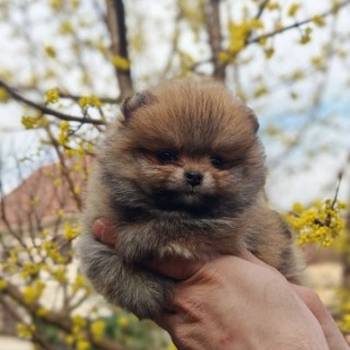 Stenci pomeranca prelepog krzna i izuzetno sitne građe