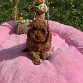 Toy pudle nove bebice