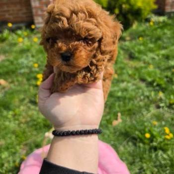 Toy pudle nove bebice