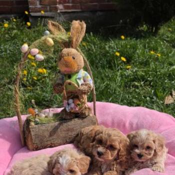 Predstavljamo vam novo leglo bebica maltipoo