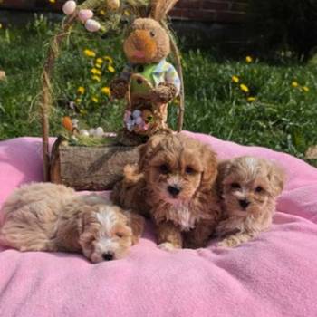 Predstavljamo vam novo leglo bebica maltipoo