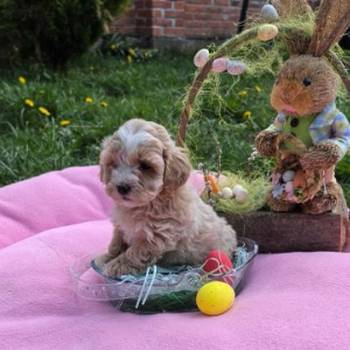 Predstavljamo vam novo leglo bebica maltipoo