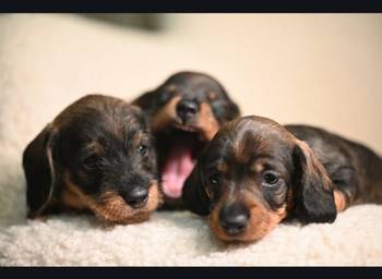 Na prodaju štenci rase oštrodlaki jazavičar - kunićar