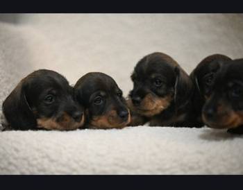 Na prodaju štenci rase oštrodlaki jazavičar - kunićar