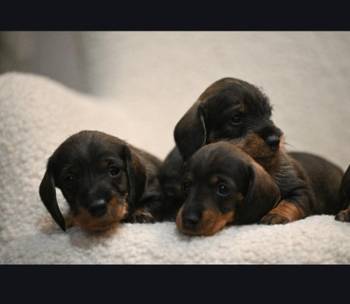 Na prodaju štenci rase oštrodlaki jazavičar - kunićar