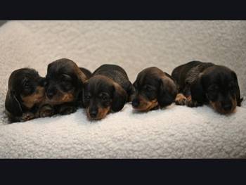 Na prodaju štenci rase oštrodlaki jazavičar - kunićar