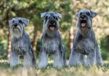 Patuljasti šnauceri biber so
