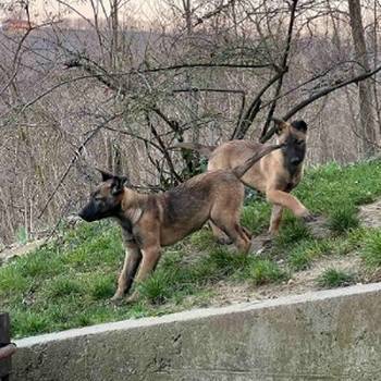 Belgijski Ovčar Malinoa