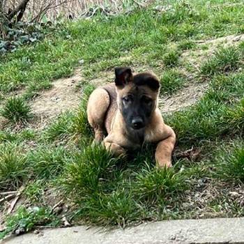 Belgijski Ovčar Malinoa