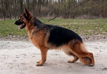 Nemački ovčar ženka