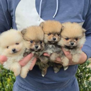 Najlepsi Pomeranci Boo