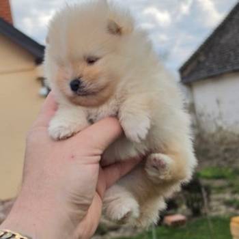 Najlepsi Pomeranci Boo