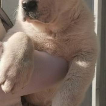 Srednjeazijski ovcar, musko stene