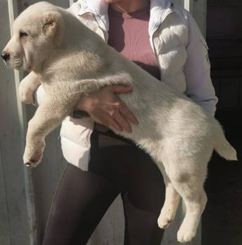 Srednjeazijski ovcar, musko stene