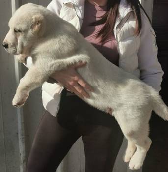 Srednjeazijski ovcar, musko stene