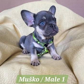 Francuski Bulldog štenci exotik boja