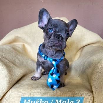 Francuski Bulldog štenci exotik boja