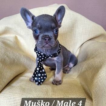 Francuski Bulldog štenci exotik boja
