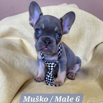 Francuski Bulldog štenci exotik boja
