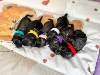 Patuljasti Snaucer prelepi stenci