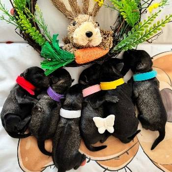 Patuljasti Snaucer prelepi stenci