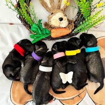 Patuljasti Snaucer prelepi stenci