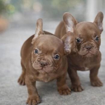 Sivi plavi francuski buldog