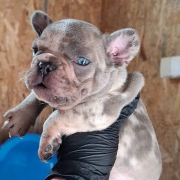 Sivi plavi francuski buldog