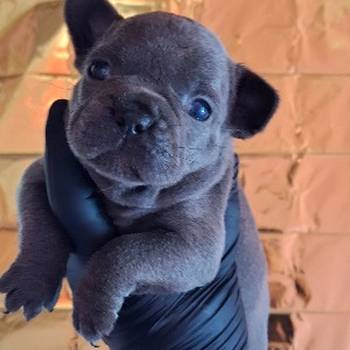 Sivi plavi francuski buldog