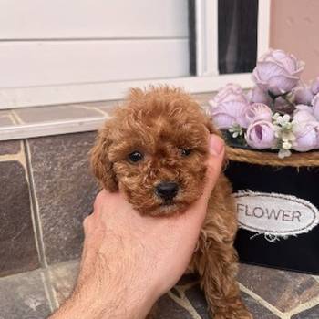 Toy Pudla prelepi štenci