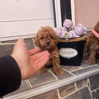 Toy Pudla prelepi štenci