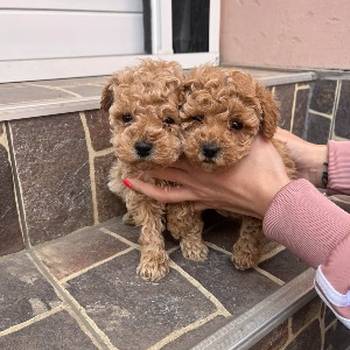 Toy Pudla prelepi štenci