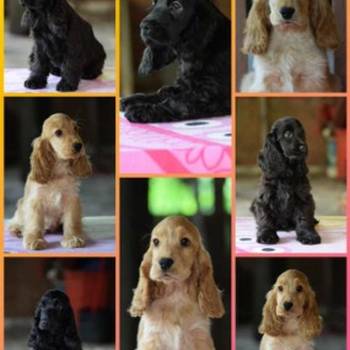 Engleski koker španijel Stenci vrhunskog kvaliteta i porekla