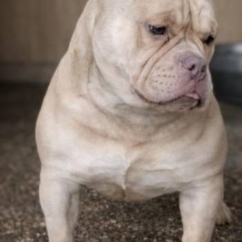American Bully Ženka je stara 13 meseci, vrhunskog, izuzetnog porekla