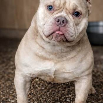 American Bully Ženka je stara 13 meseci, vrhunskog, izuzetnog porekla