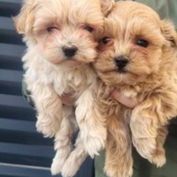 Maltipoo musko stene