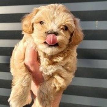 Maltipoo musko stene