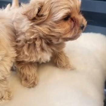 Maltipoo musko stene
