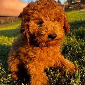 Mini pudle crvene boje