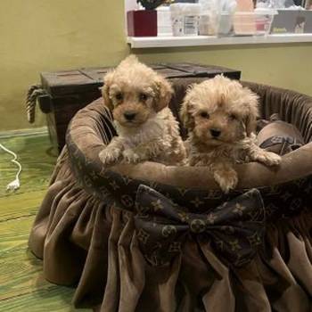 Toy pudle ekstra malog rasta