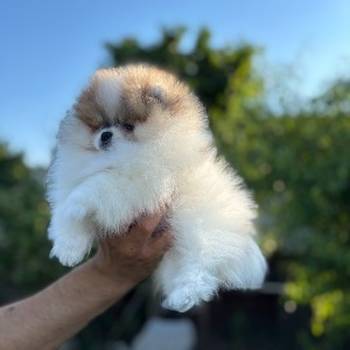 Pomeranski špic,Pomeranac,Pomeranian,Boo štenci