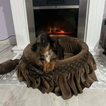 Patuljasti dugodlaki jazavičar, merle ženka