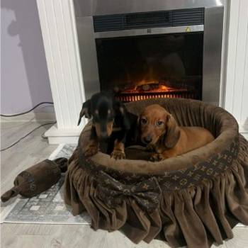 Patuljasti jazavičari kratkodlaki