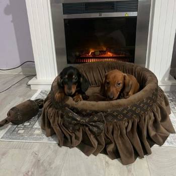 Patuljasti jazavičari kratkodlaki